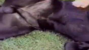 Slender bestiality enthusiast meets large ebony canine in the outdoors
