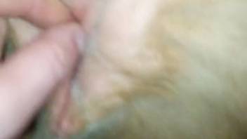 Guy stimulating a canine's orifice in this steamy adult flick