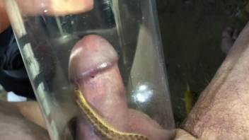 horny man loves this small snake crawling on his dick