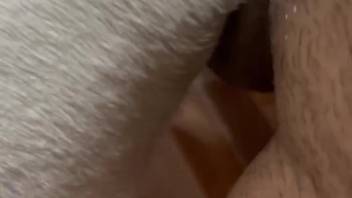 Bare guy records himself intensely penetrating a fluffy beast in its vagina