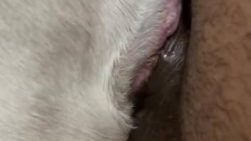 Naked male films himself deep fucking a furry animal in the pussy