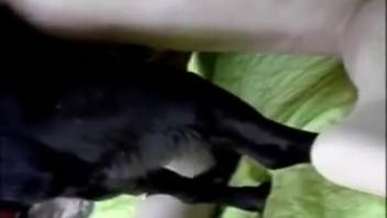 Small ebony pup screws a voluptuous pale mature mom in doggy position