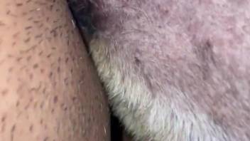 Guy tries to get the beast to climax using his dick