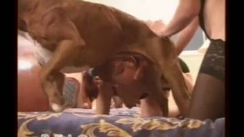 Pair of filthy animal lovers seduce large canine into intercourse