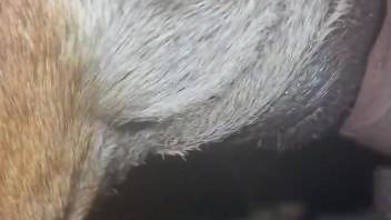 Dog's nether regions are showcased up close here