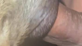 Hot beast with a perfect vagina is getting fucked hard