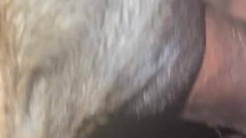 Steamy animal with an ideal pussy is being pounded roughly