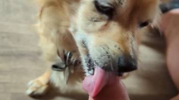 Uncut dick getting pleasured by a twisted doggo