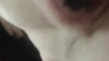POV oral with a white dog that loves white meat