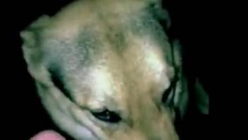 Hot beast sucking cock like a real slut to swallow semen