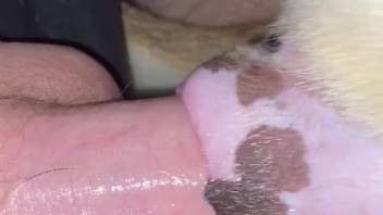 Sexy stud slamming that wild cunt with delight