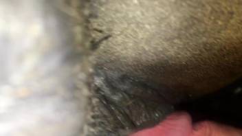 Guy inserting his cock into a mare's brown hole