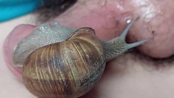 Slugs gratifying a dude's massive cock live on webcam