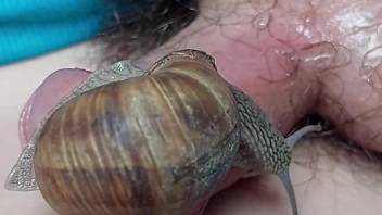 Snails pleasuring a guy's oversized penis on cam