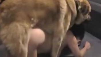 Muscled dog drills this slut better than anyone