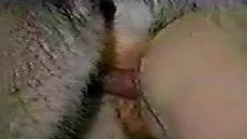 Ass to ass bestiality sex ends with a creampie