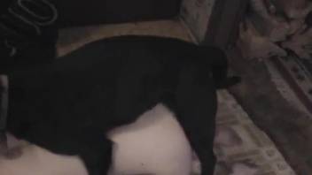 Black dog anally banged a big-bottomed zoofil