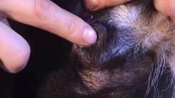 A nude homosexual man aggressively pounds his hairy pet in a forceful way.