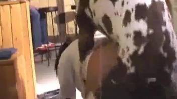 Great Dane shagging woman in the pussy